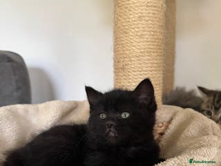 Ragdoll cats 1 female ragdoll cross - Advert 9