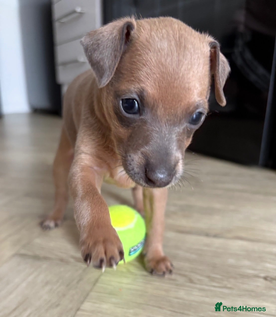 Italian Greyhound dogs Italian greyhound puppies  - Advert 12