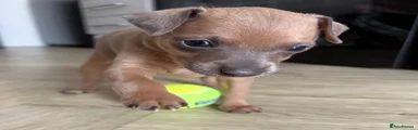 Italian Greyhound 2