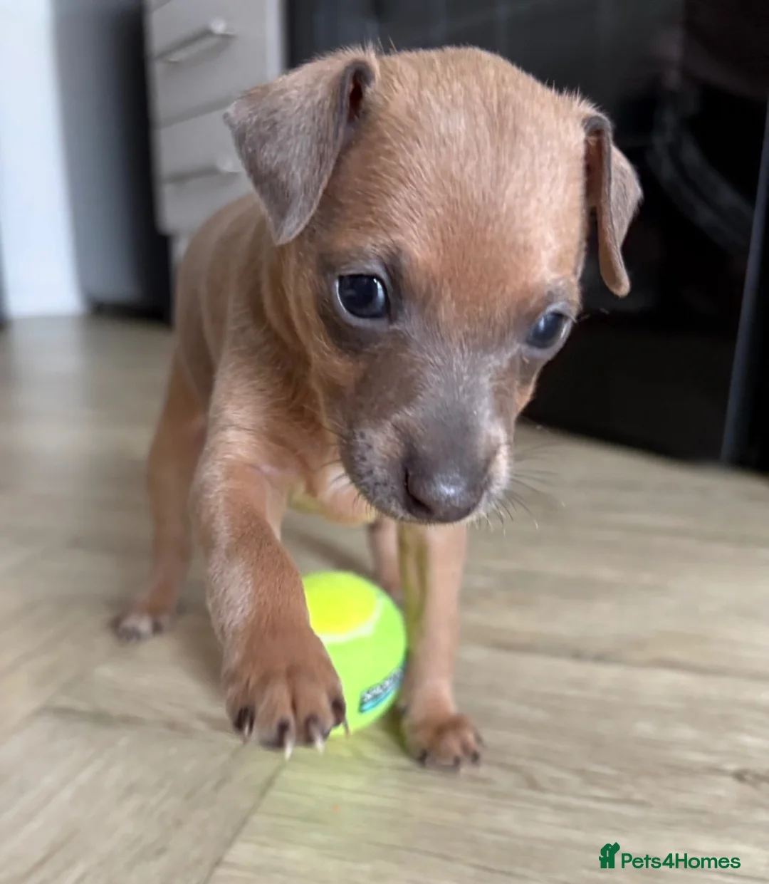 Italian Greyhound dogs for sale: Italian greyhound puppies  - Advert 2