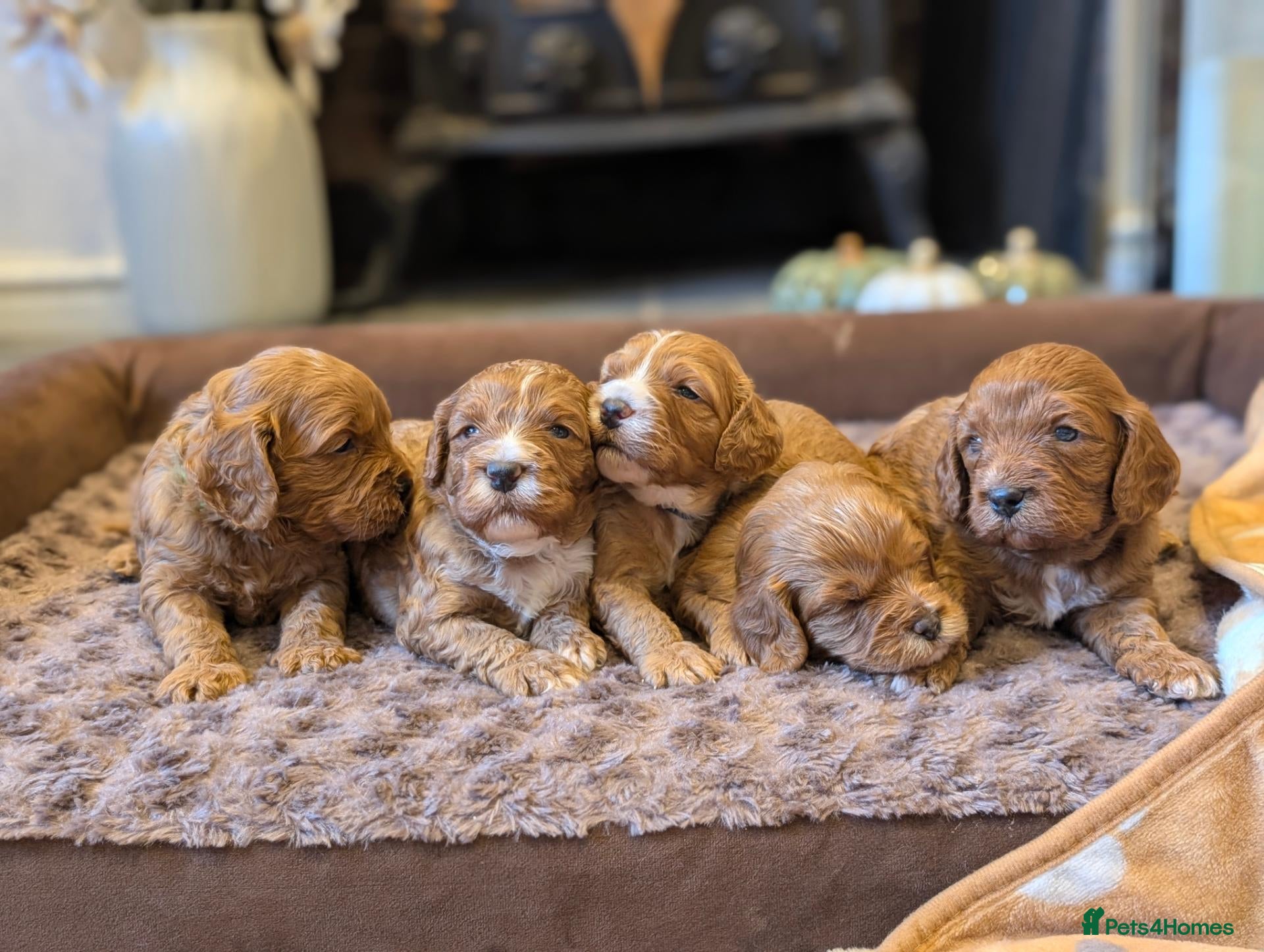 Cavapoo dogs Adorable F1b cavapoo puppies  - Advert 6