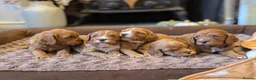 Cavapoo dogs for sale: Adorable F1b cavapoo puppies  in Droitwich - Advert 4