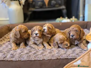 Cavapoo dogs Adorable F1b cavapoo puppies - Advert 5