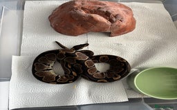 Python Snake reptiles for sale: 7 BALL PYTHONS AND STACK - Image 6