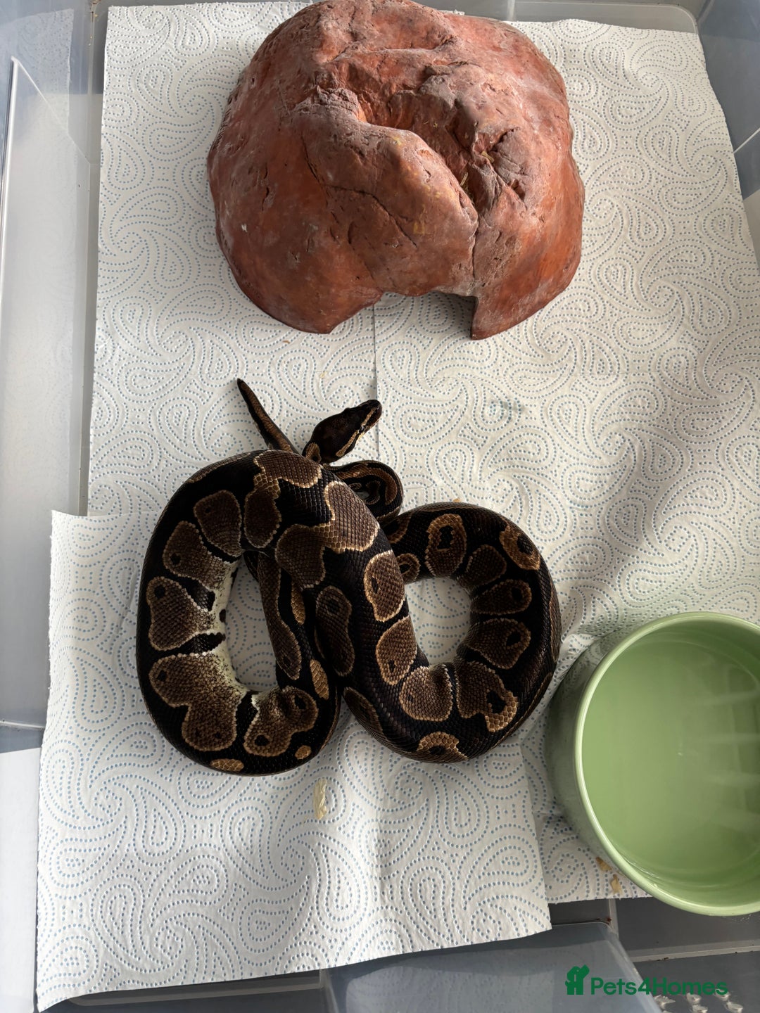 Python Snake reptiles for sale: 7 BALL PYTHONS AND STACK - Image 6