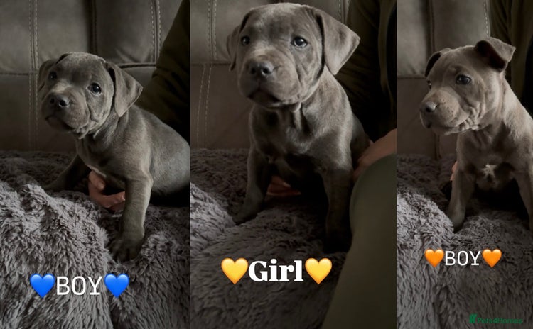 Staffordshire Bull Terrier dogs - Advert 4