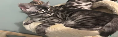 Bengal 3