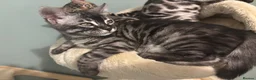 Bengal cats for sale: Stunning pedigree Bengal kitten only one left  - Advert 4