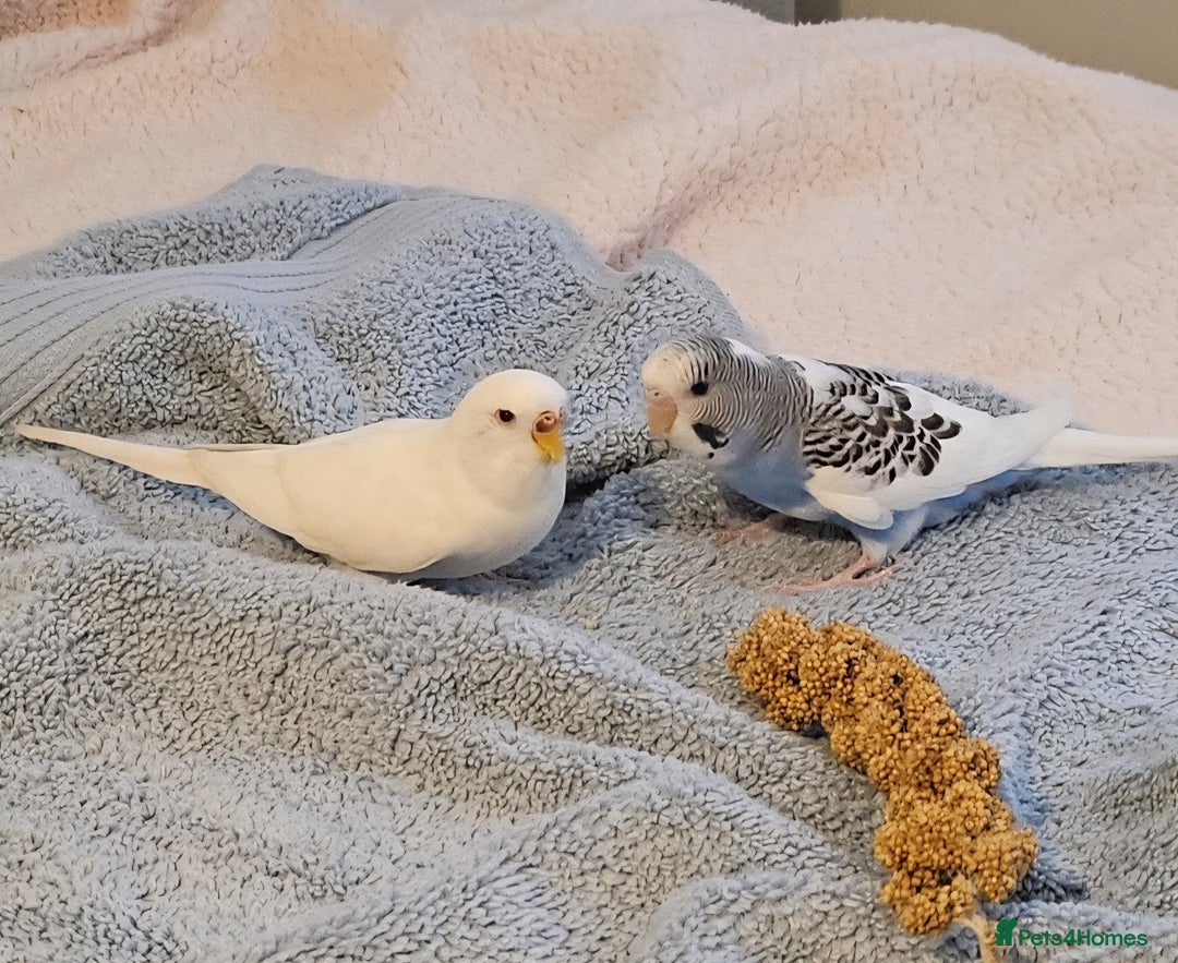 Budgerigars birds for sale: Bonded pair of budgies, 8 months old, male&female  - Image 3