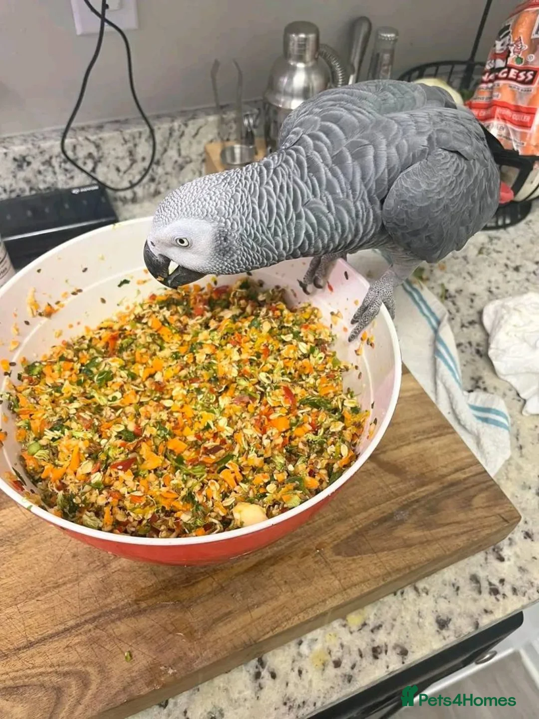 Parrots birds for sale: Congo African Grey Parrot in Leeds - Advert 4