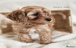 Cavapoo dogs for sale: Adorable F1b Cavapoo Puppies Ready from 20th Sept - Image 10