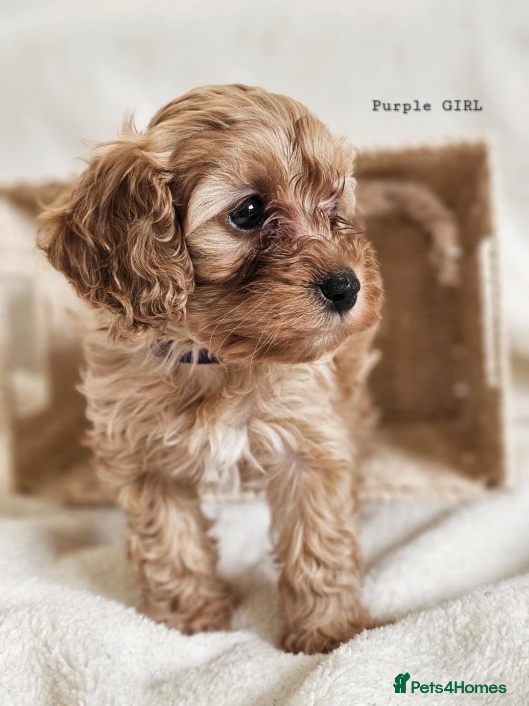 Cavapoo dogs for sale: Adorable F1b Cavapoo Puppies Ready from 20th Sept - Image 10