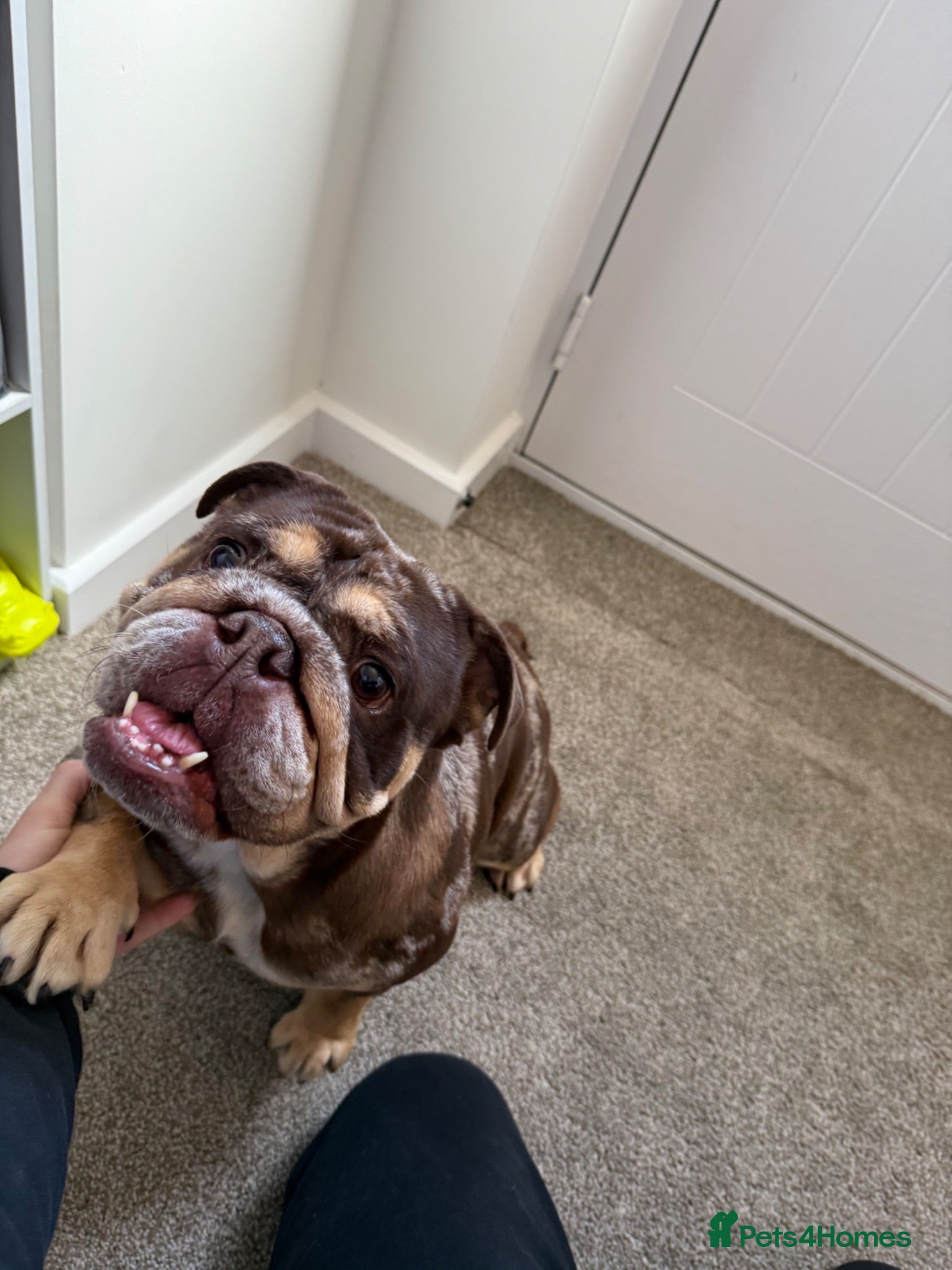 English Bulldog dogs Beautiful English Bulldog Pups!!! - Advert 2