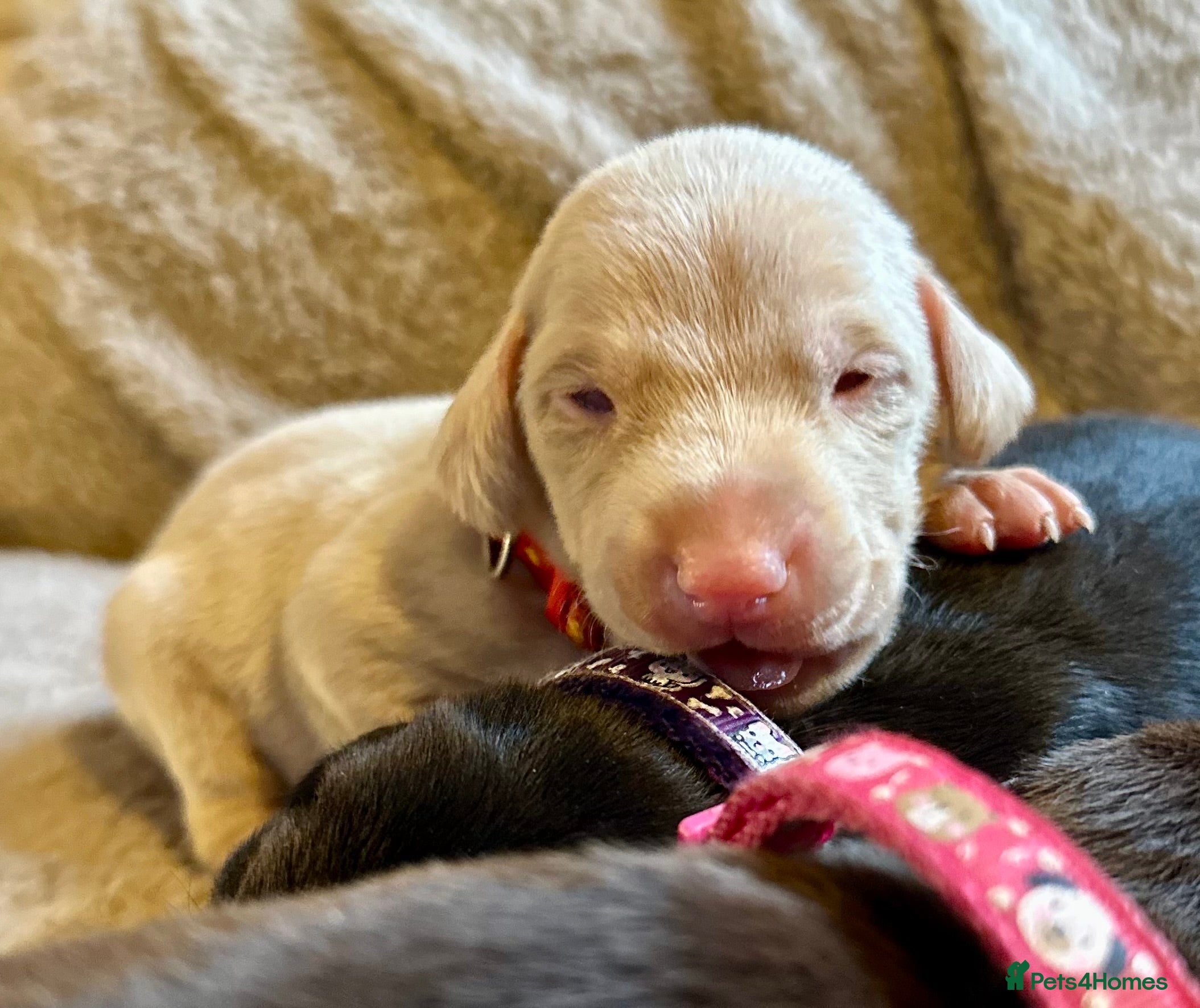 Dobermann dogs KC registered health tested Dobermann puppies  - Advert 2