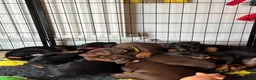Dobermann dogs for sale: 9 Doberman Puppies- Ready to leave 6th June - Advert 2