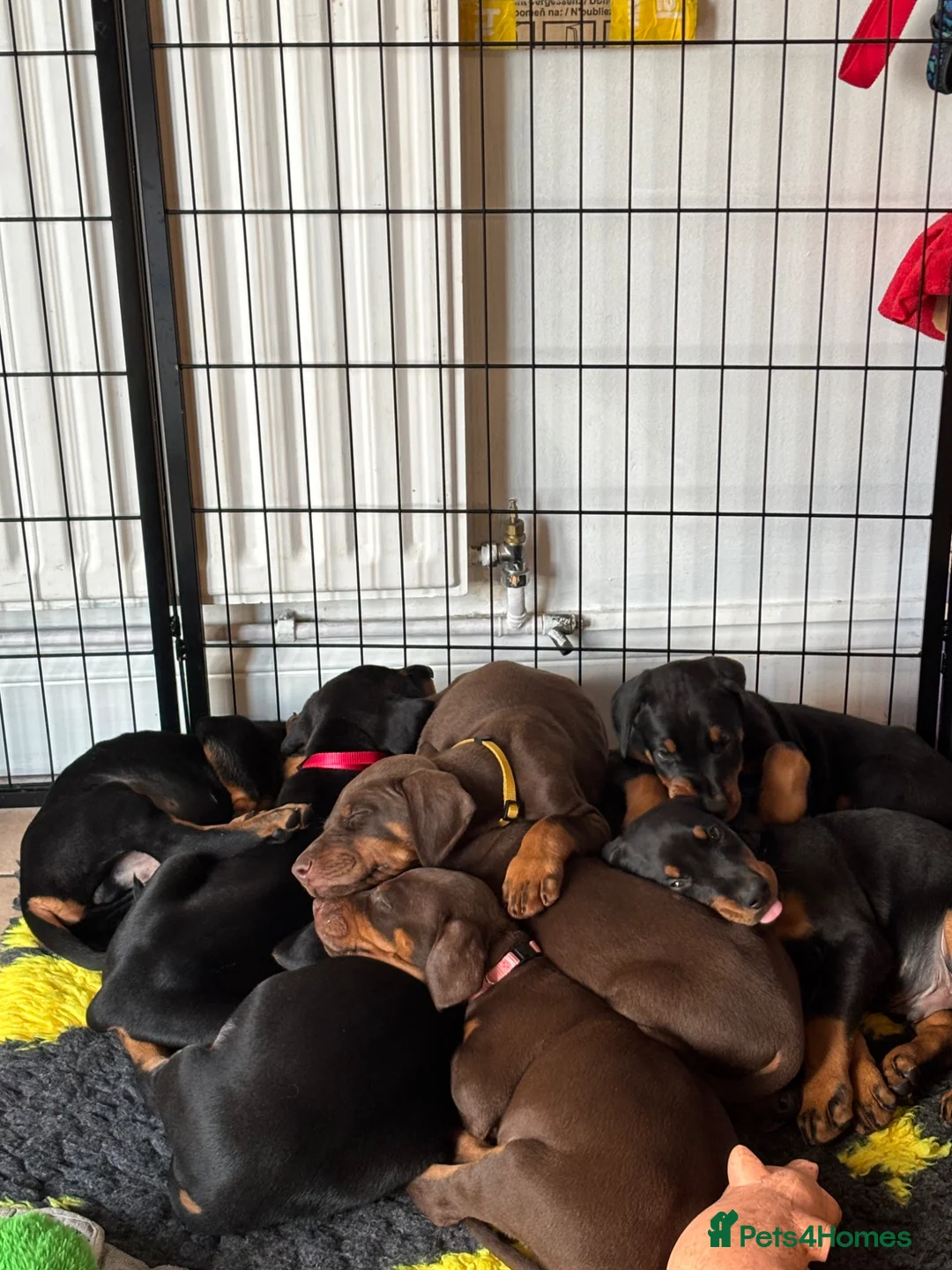 Dobermann dogs for sale: 9 Doberman Puppies- Ready to leave 6th June - Advert 2