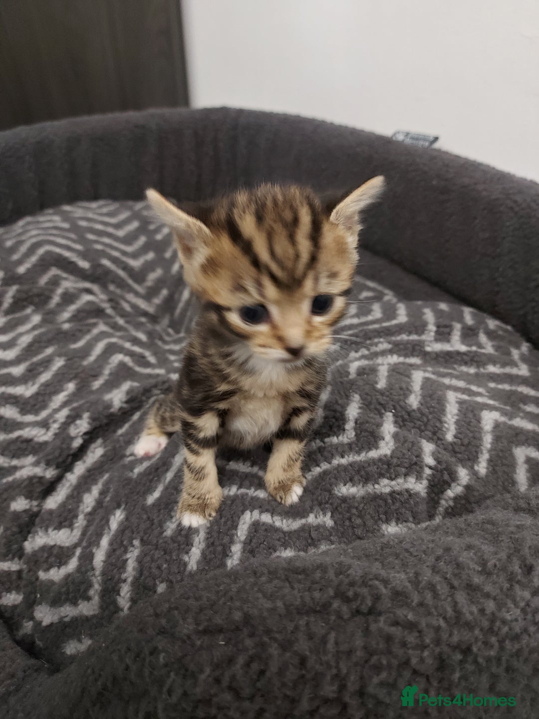 British Shorthair cats for sale: Kittens for Sale (two tabby and two tuxedo kitten) - Advert 5