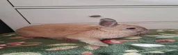 Mini Lop rabbits for sale: Little lop  - Advert 3