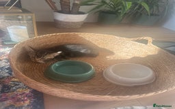 Domestic Shorthair cats for sale: Playful 10-week-old Male Tabby - Image 2