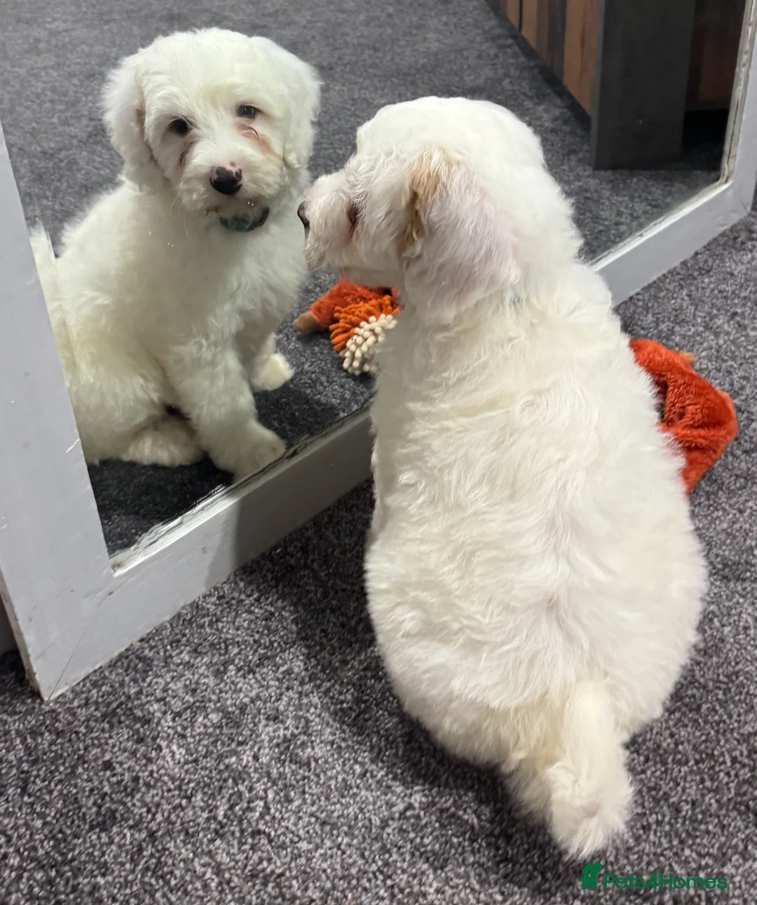 Australian Labradoodle dogs for sale: Multi-Gen Australian Labradoodle Puppies - Advert 25