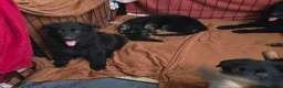 German Shepherd dogs for sale: 9 beautiful german shepards looking for a home - Advert 10