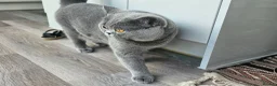 British Longhair cats for sale: British SH/Persian pretty kitten pedigree parents - Advert 10
