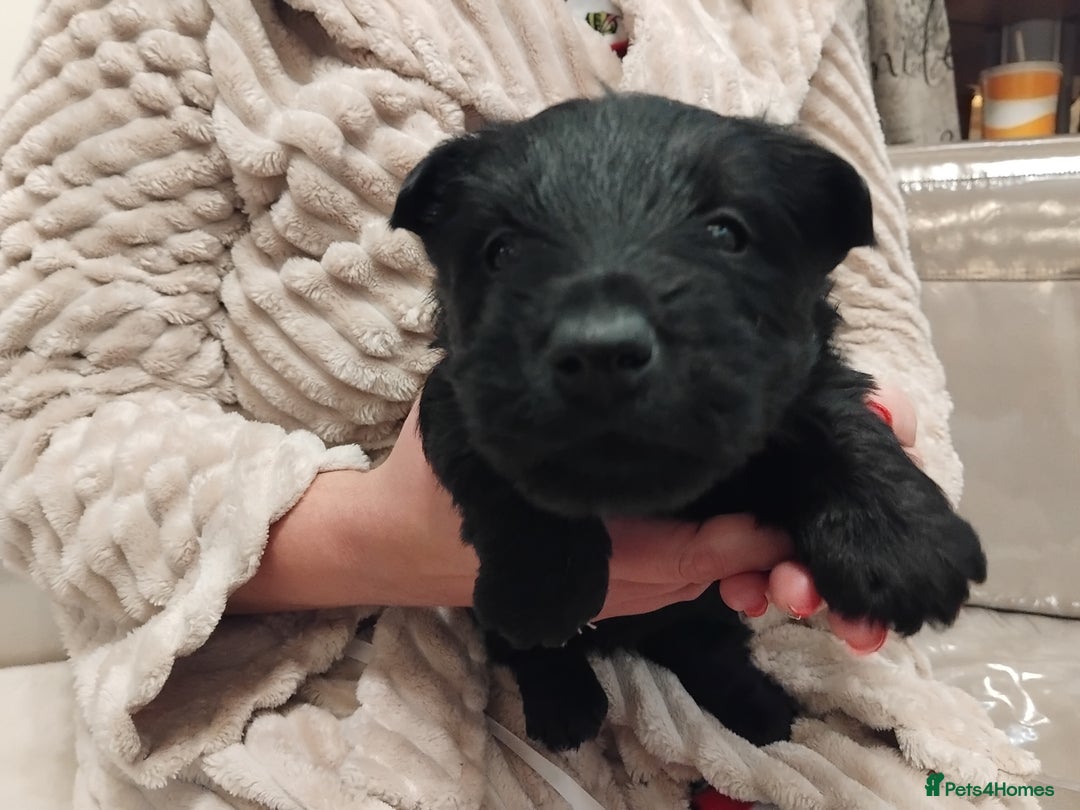 Scottish Terrier dogs for sale: Beautiful Scottish terrier puppies - Advert 12