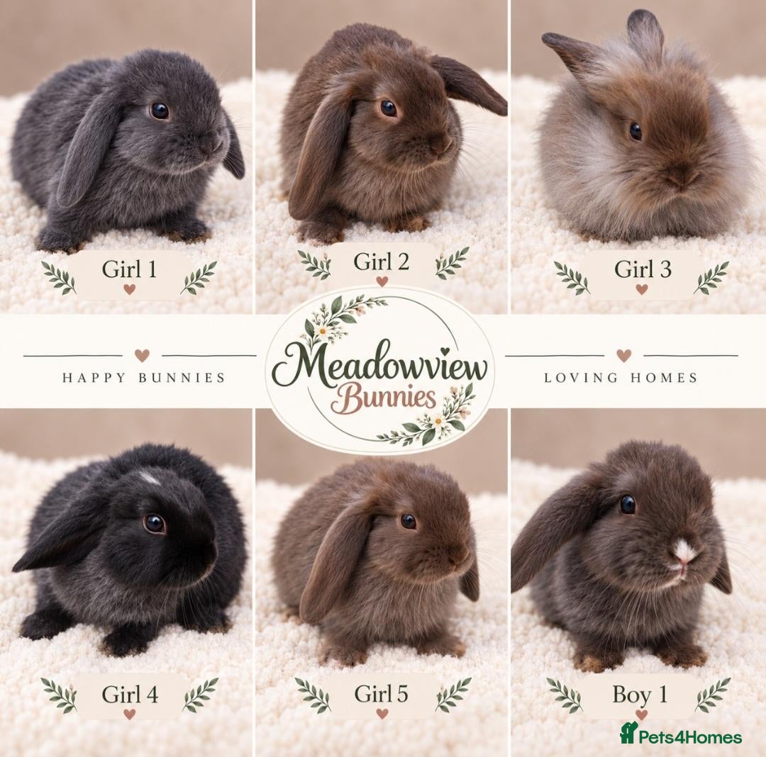 Mini Lion Lop rabbits Beautiful Mini Lionlop Babies – 5 Girls & 1 Boy - Advert 17