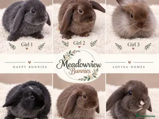 Mini Lion Lop rabbits Beautiful Mini Lionlop Babies – 5 Girls & 1 Boy - Advert 1