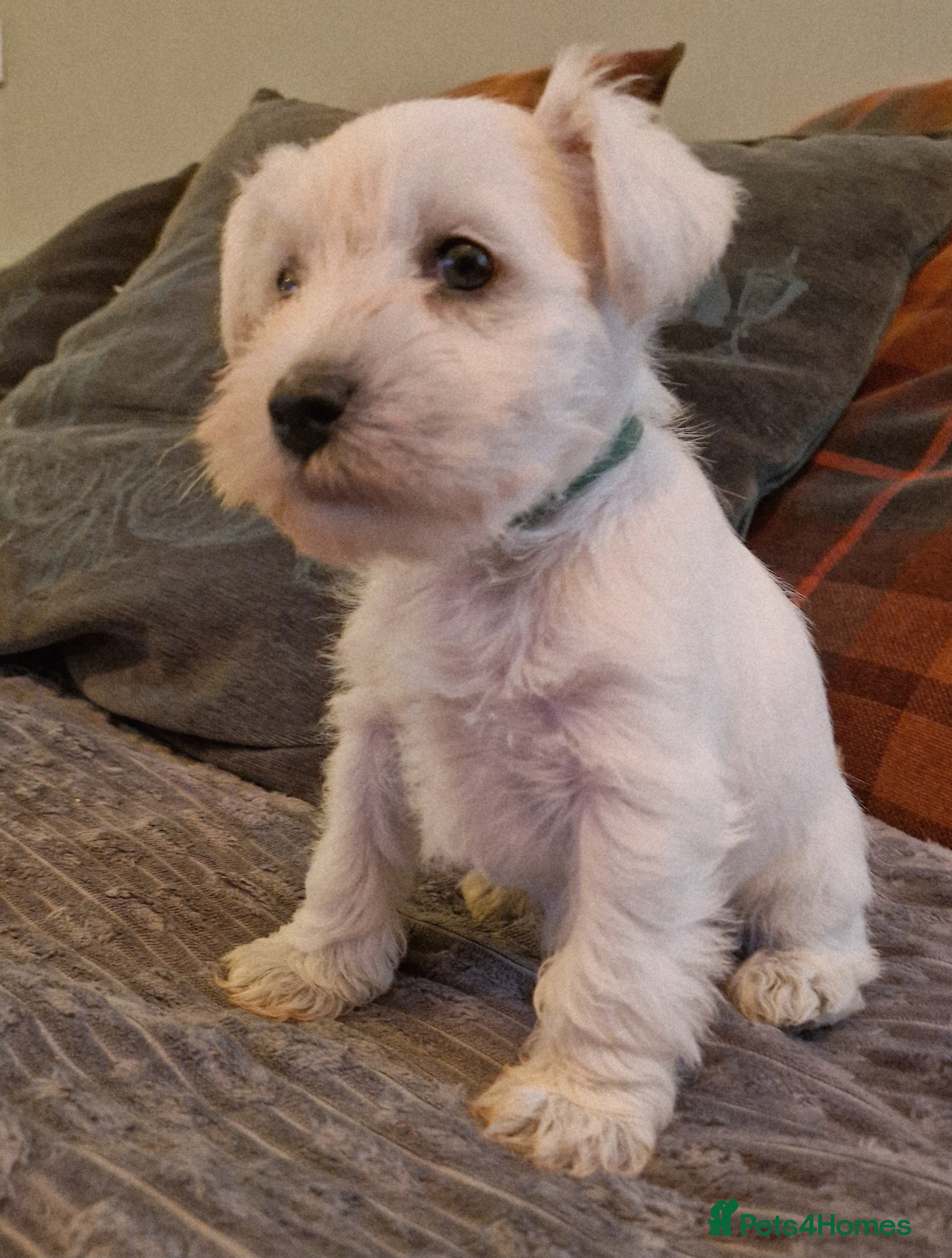 Miniature Schnauzer dogs  Pedigree Silver white minature schnauzer  - Advert 2