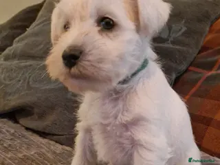 Miniature Schnauzer dogs Pedigree Silver white minature schnauzer - Advert 2