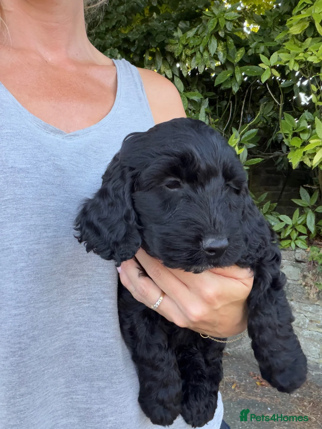 Cockapoo dogs for sale: READY TO GO 1 adorable male cockapoo  - Advert 1