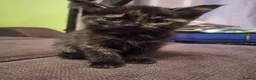 Mixed Breed cats for sale: Very nice kittens:3 boys and 3 girls - Advert 27