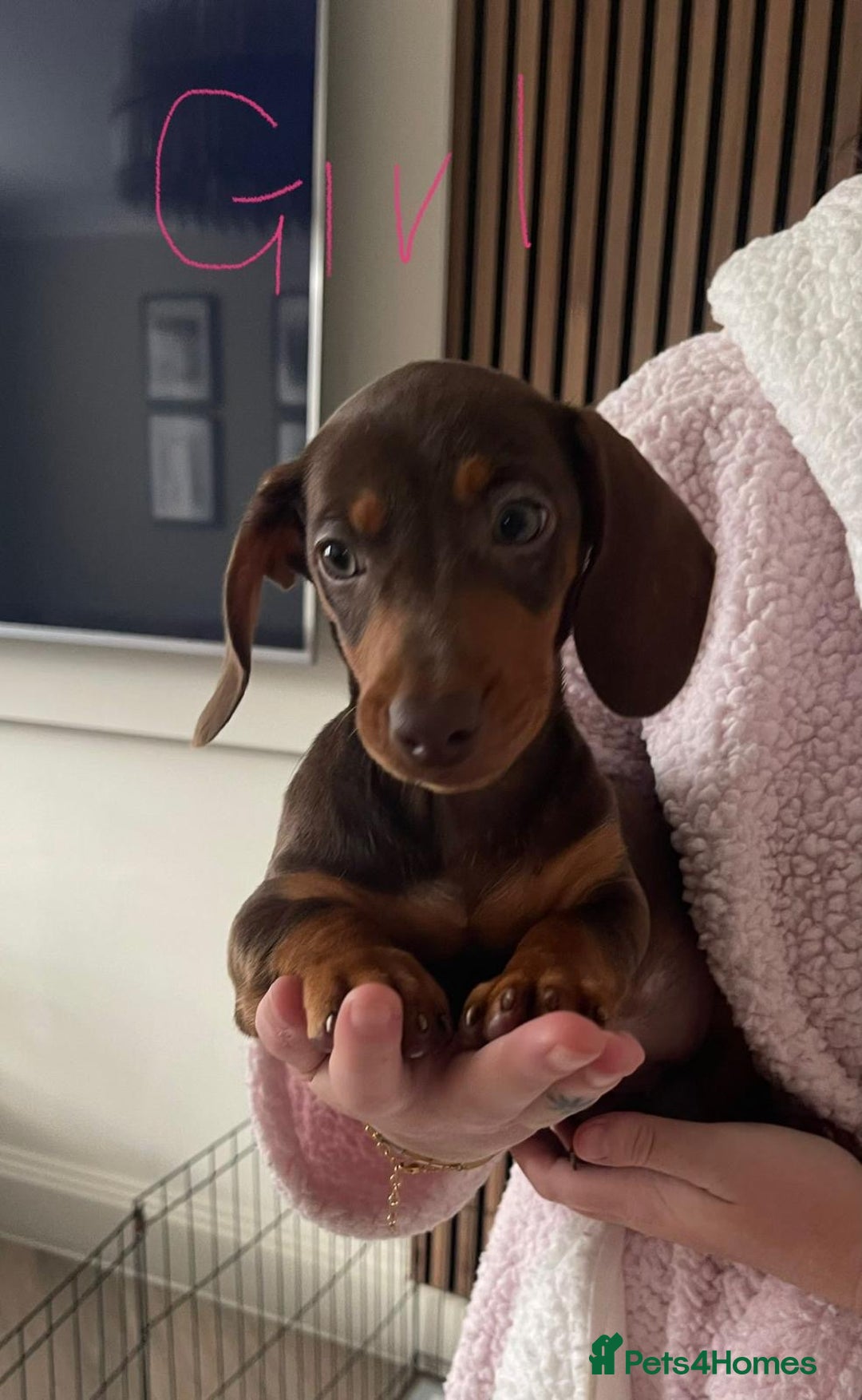 Miniature Dachshund dogs for sale: Little miniature dachshund  - Advert 12