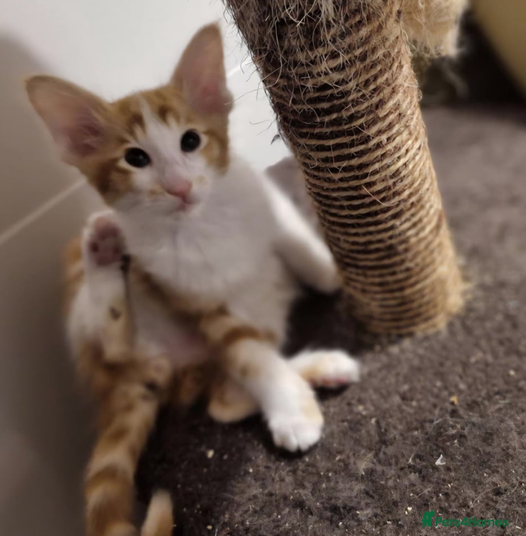 Balinese cats for sale: Stunning longhair Red and White bicolour boy - Advert 13