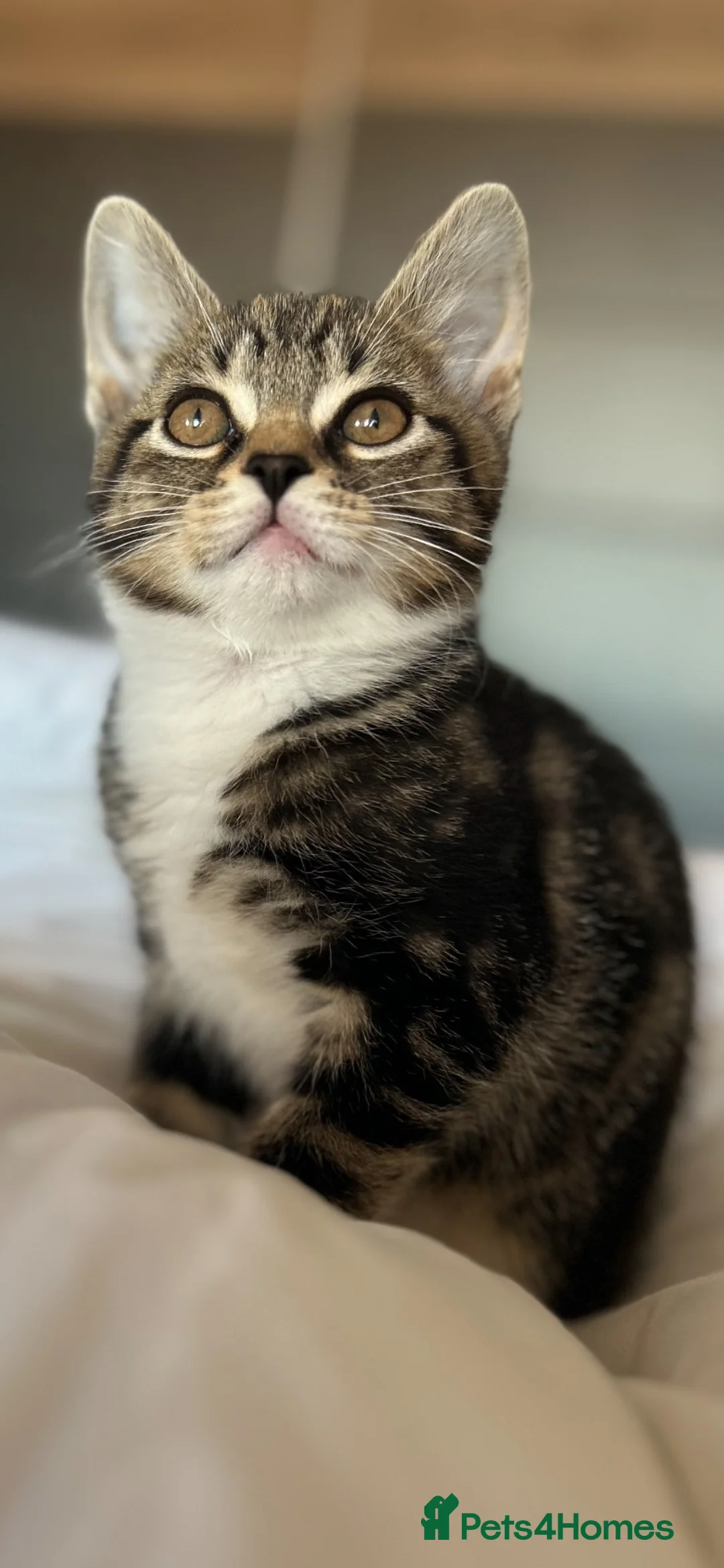Mixed Breed cats for sale: BSH cross - LITTLE BOY READY NOW - Advert 2