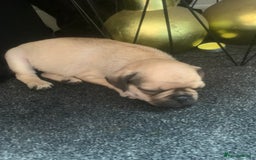 Mixed Breed dogs for sale: Frenchies/ jugs puppies. Please read - Image 6