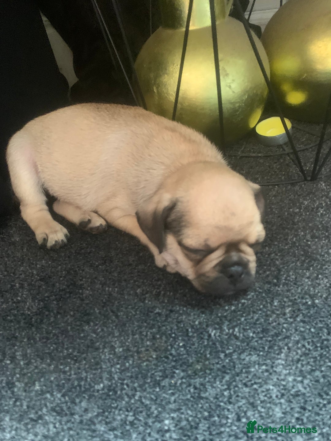 Mixed Breed dogs for sale: Frenchies/ jugs puppies. Please read - Image 6
