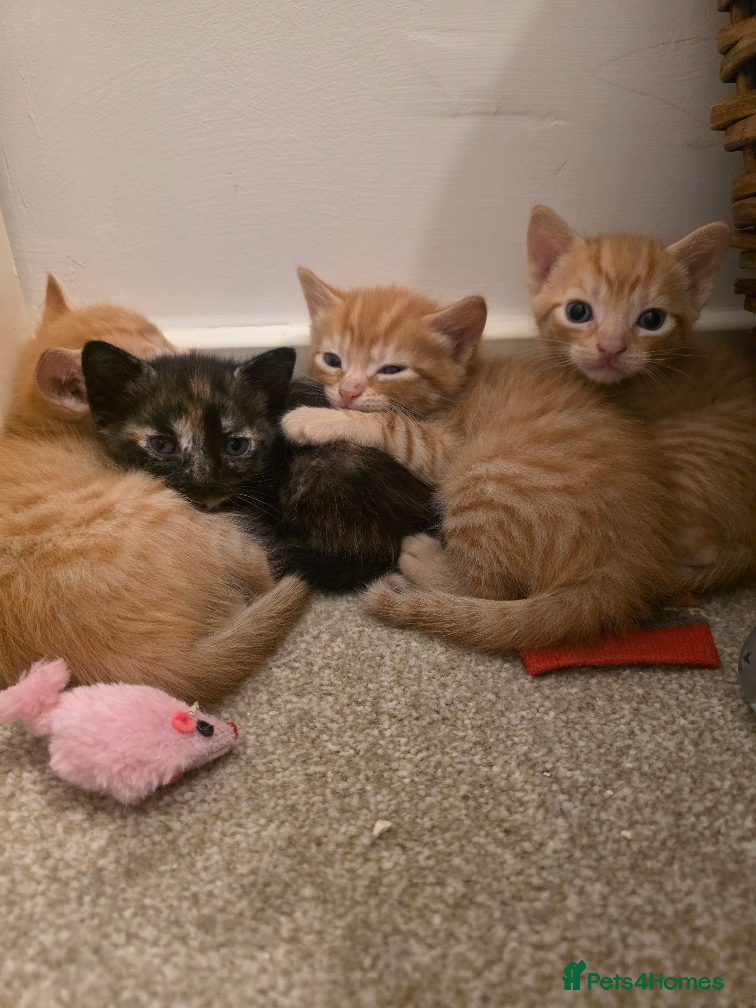 Mixed Breed cats Kittens ready end of June - Advert 16