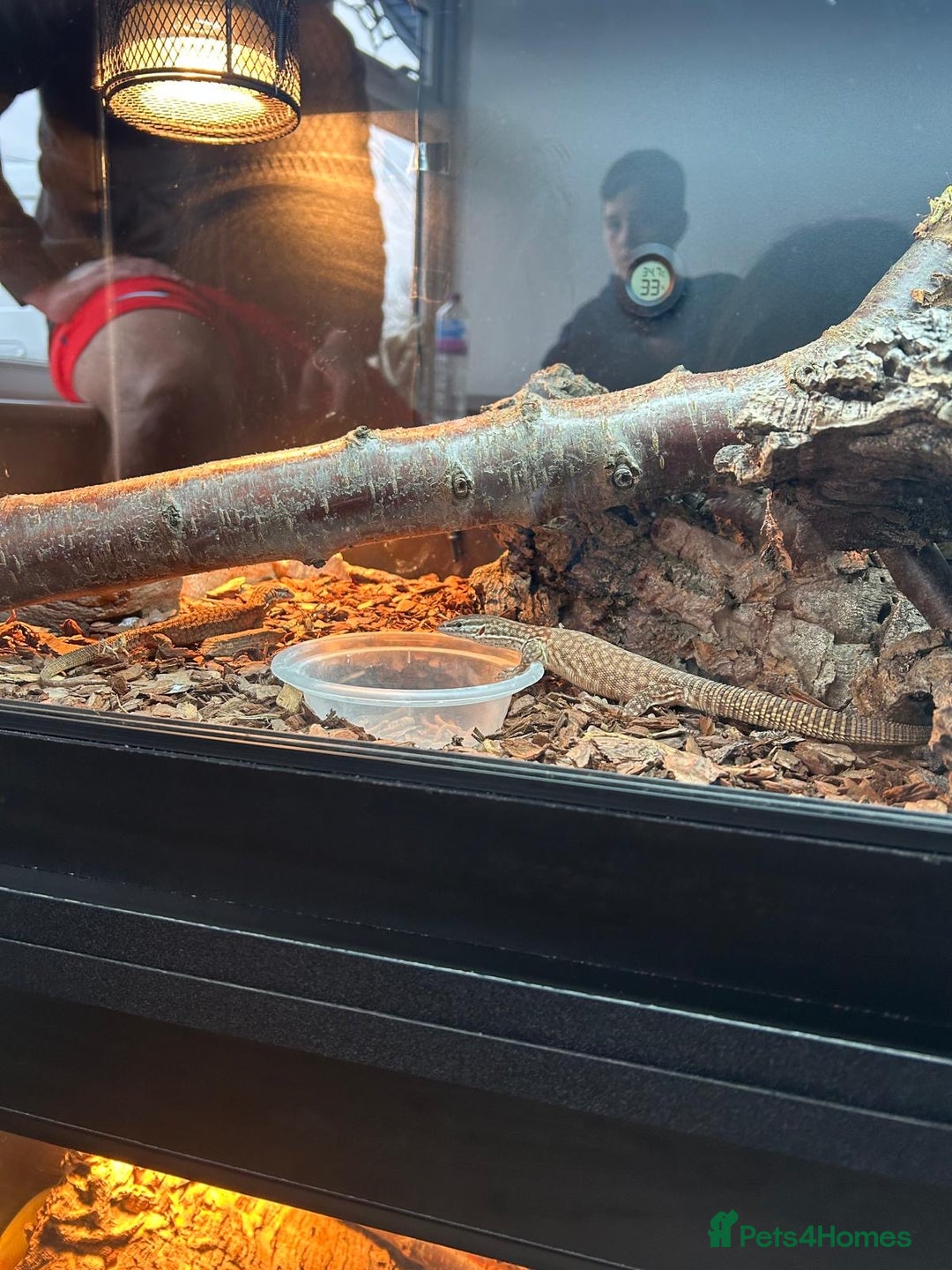 Monitor reptiles for sale: Ackie Monitors & Boa  - Advert 6