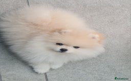 Pomeranian dogs for sale: Stunning Teddy purebreed Russian/Ukrainian poms in Basildon - Image 22