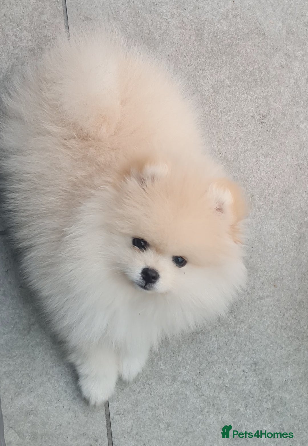 Pomeranian dogs for sale: Stunning Teddy purebreed Russian/Ukrainian poms in Basildon - Image 22