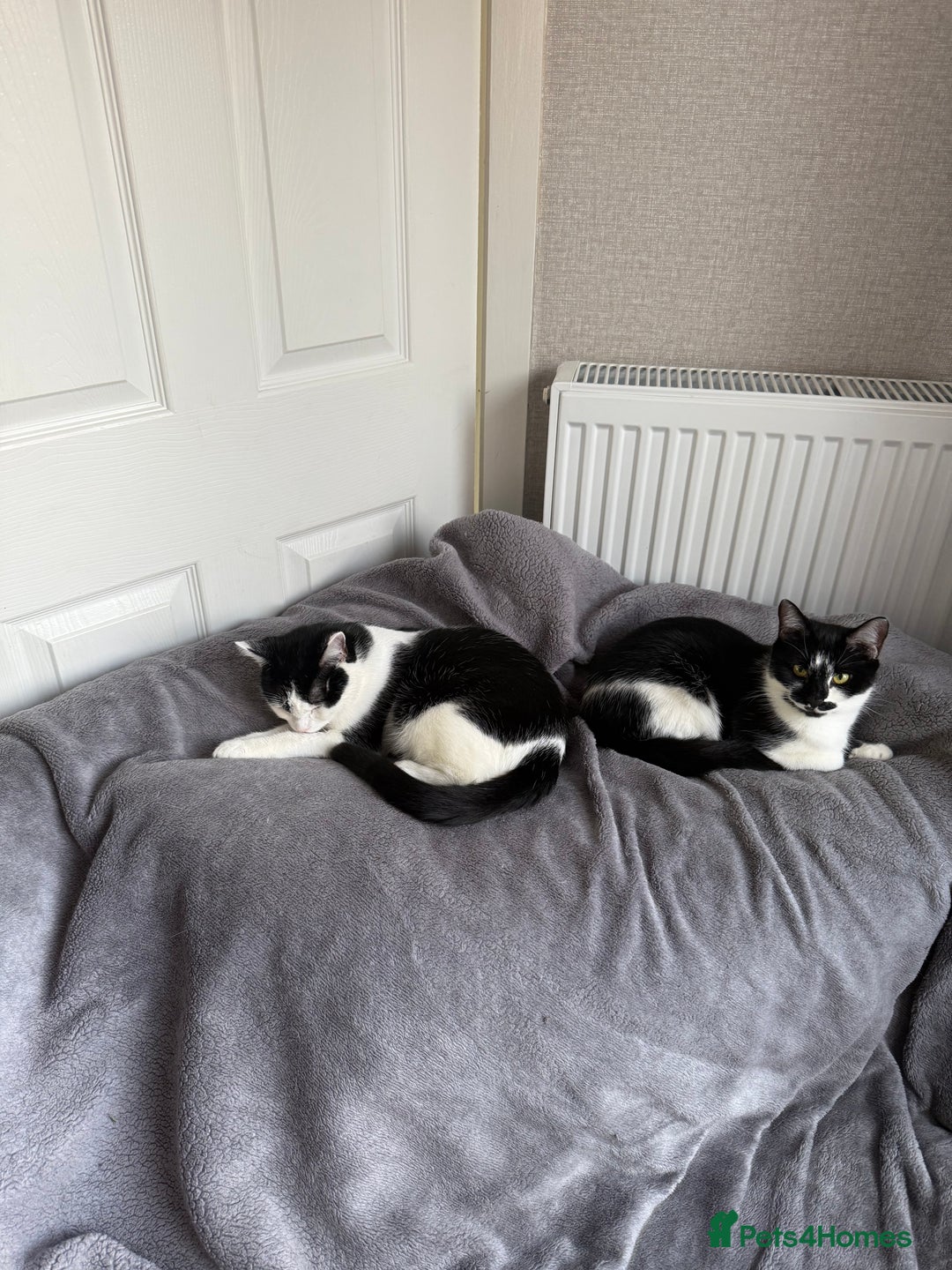Mixed Breed cats for sale: Pixie - 6yrs old -Maine Coon X - Image 3