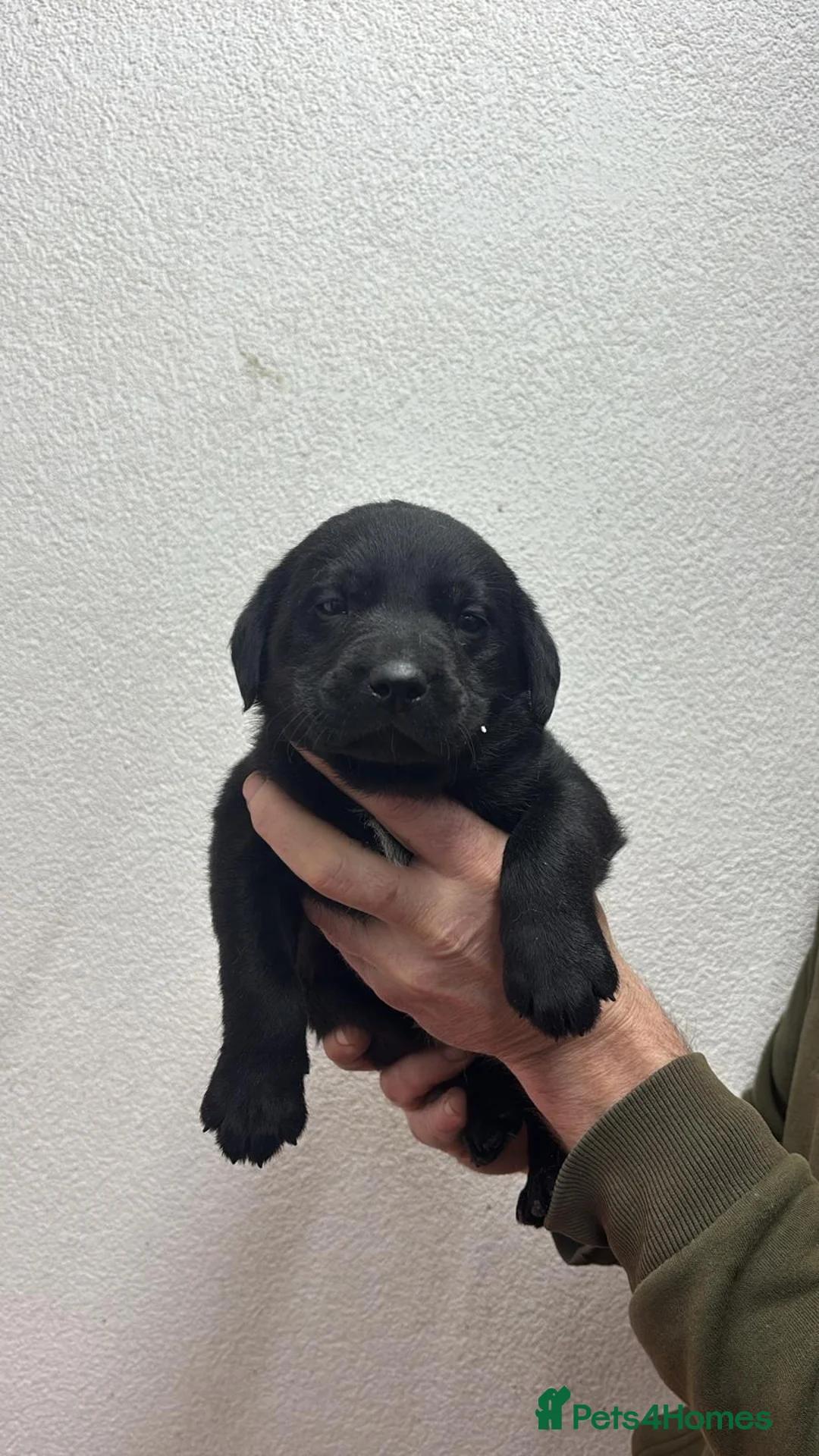 Labrador Retriever dogs for sale: Working Labrador puppies for sale, south Wales’s  - Advert 8