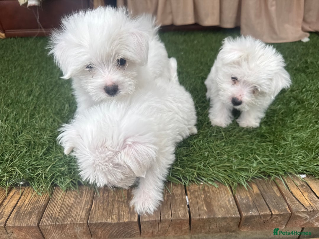 Bichon Frise dogs for sale: Adorable Pure Bichon Frise Puppy Now in London - Image 8