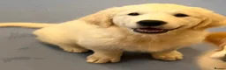 Golden Retriever dogs for sale: Our beautiful lady Harper is expecting puppies xx - Advert 13