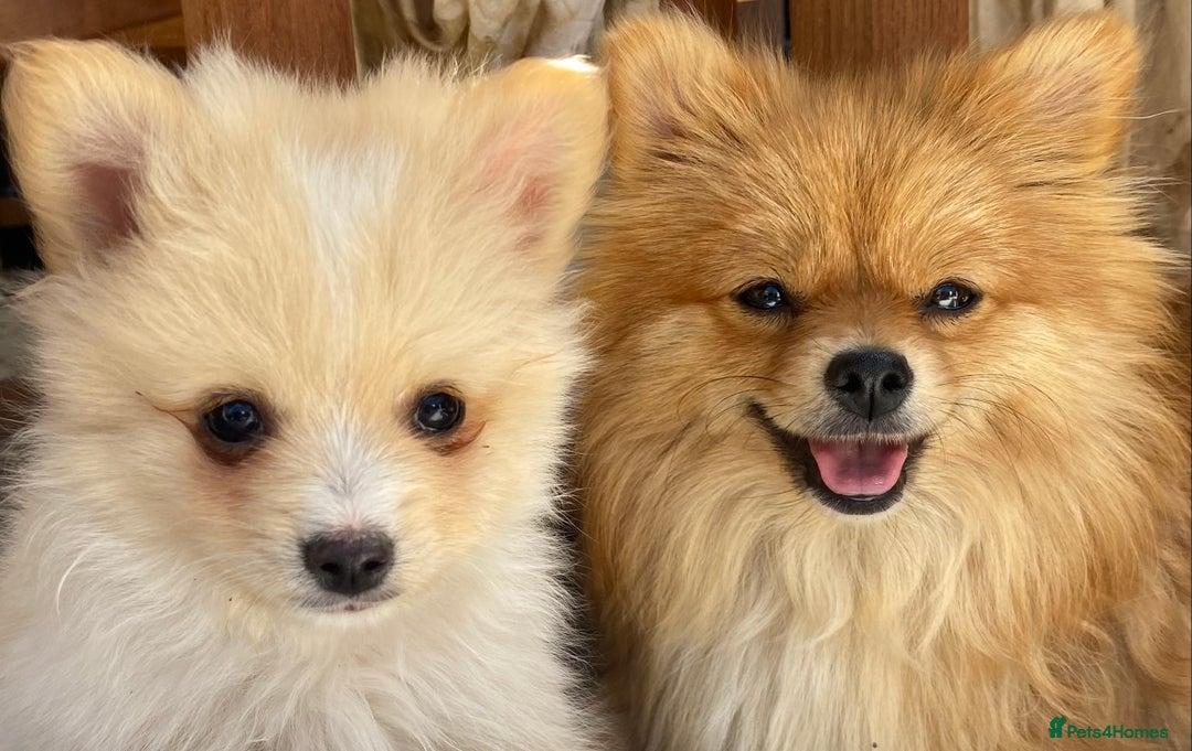 Pomeranian dogs for sale: Beautiful Russian bloodline Pomeranian puppies - Image 34