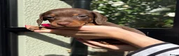 Miniature Dachshund dogs for sale: KC Registered Miniature Dachshund Puppies - Advert 7