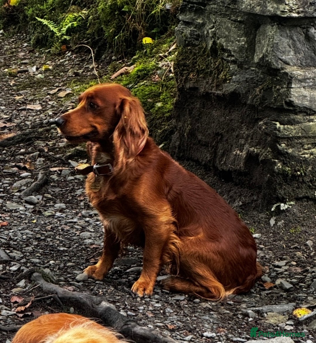 Cocker Spaniel dogs for stud: Fully health tested working Cocker Spaniel at Stud in Ipswich - Advert 18