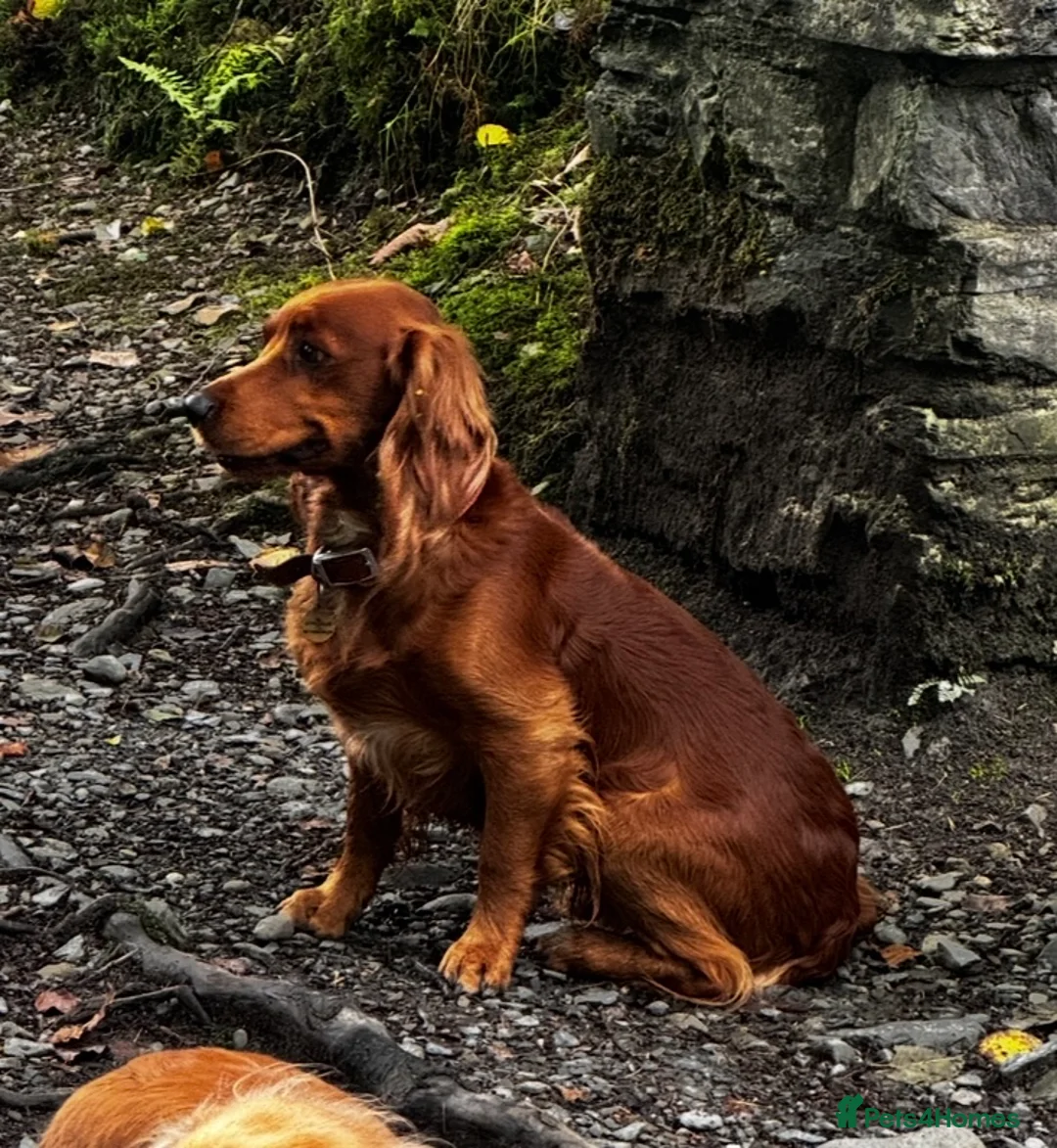 Cocker Spaniel dogs for stud: Fully health tested working Cocker Spaniel at Stud in Ipswich - Advert 18